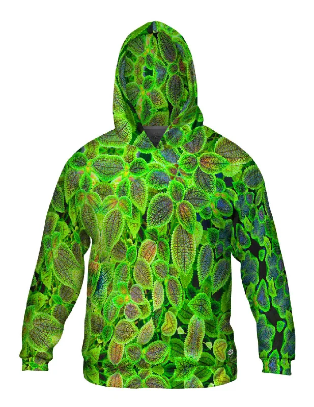 Lounge Hoodie-Pilea Involucrata The Friendship Plant